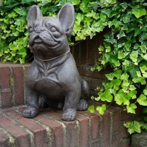 Franse Bulldog 43 cm
