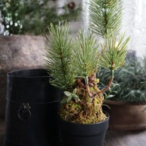 Dennenappel met mos en kunsttak in pot