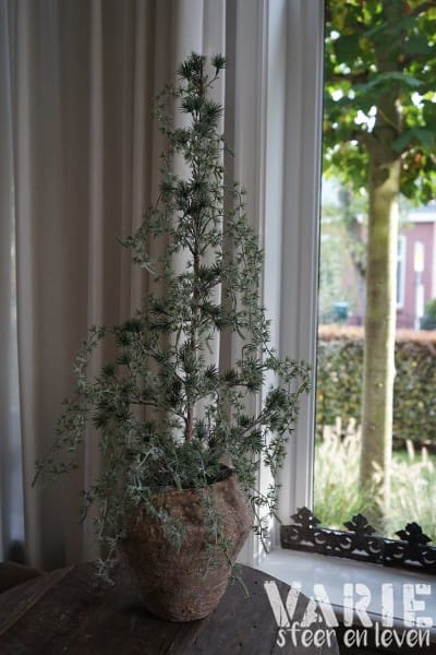Kunst Ceder Boompje 90 cm – Elegant vergrijsd met natuurlijke charme - Afbeelding 8