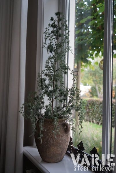Kunst Ceder Boompje 90 cm – Elegant vergrijsd met natuurlijke charme - Afbeelding 9