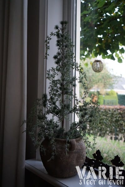 Kunst Ceder Boompje 90 cm – Elegant vergrijsd met natuurlijke charme - Afbeelding 7