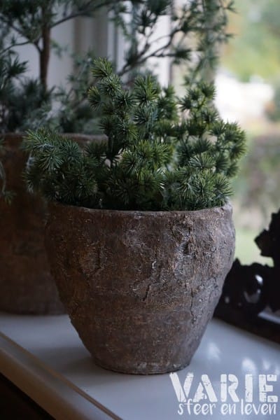 Vergrijsde groene lariks takjes – bundeltje 30 cm - Afbeelding 5