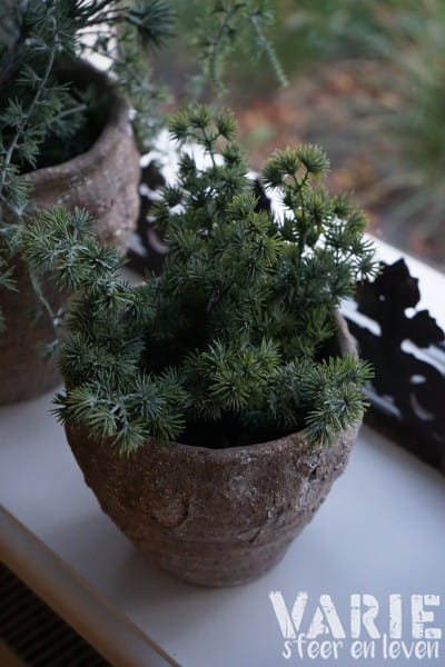 Vergrijsde groene lariks takjes – bundeltje 30 cm - Afbeelding 4
