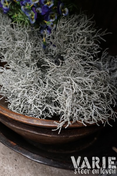 Zilverstruikje kunst - Afbeelding 4