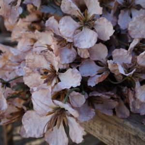 Zijde Clematis Brown 75 cm
