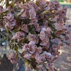 Zijde Anjer Cappuccino (Dianthus) 70 cm