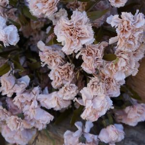 Zijde Anjer Wit (Dianthus) 70 cm
