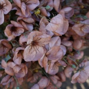 Zijde Ranunculus Cappuccino 80 cm