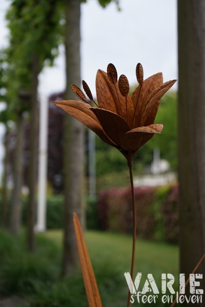 Tuinsteker Lelie 2 maten 110 - 85 cm - Afbeelding 9