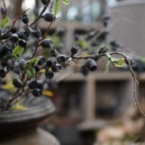Countryfield Kunsttak Eucalyptus Corymbia – Zwart 🖤