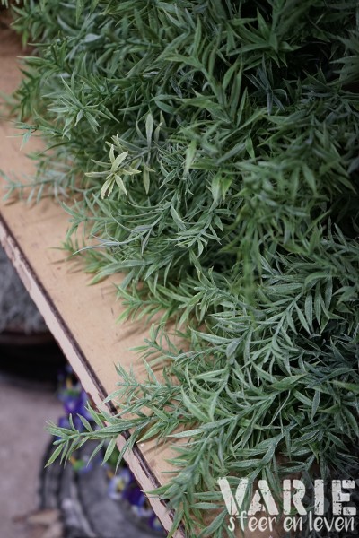 Rozemarijn Bush Groen – 35 cm - Afbeelding 4