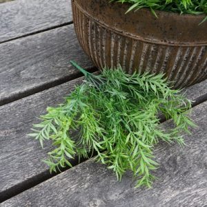 Rozemarijn Bush Groen – 35 cm