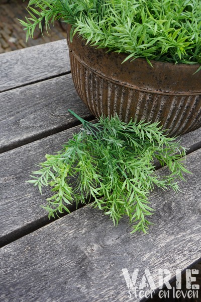 Rozemarijn Bush Groen – 35 cm