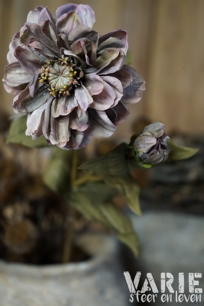 Kunst Zinnia Old Purple β 60 cm π - Afbeelding 8
