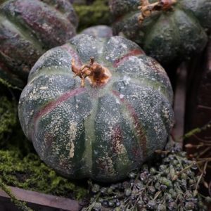 Kunst pompoen / kalebas groen 🤎🎃