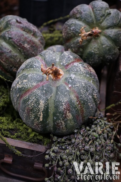 Kunst pompoen / kalebas groen 🤎🎃